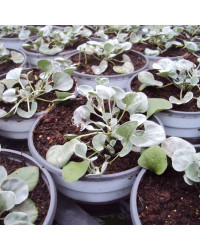 Dichondra Silverfalls