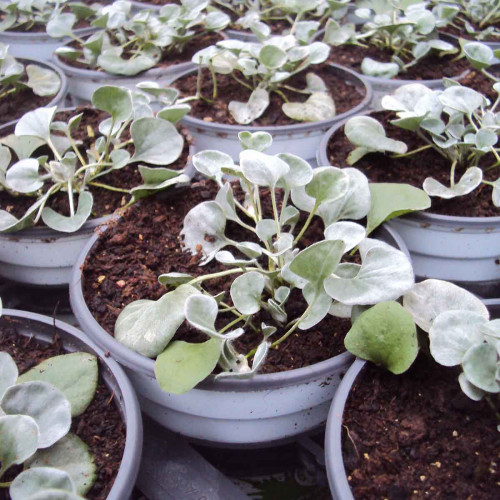 Dichondra Silverfalls