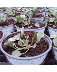 Dichondra Silverfalls