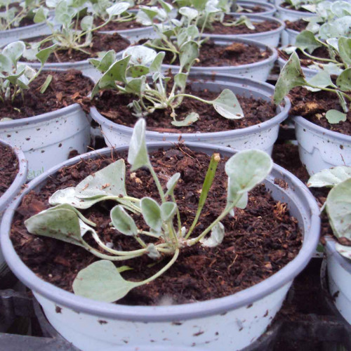 Dichondra Silverfalls