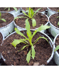 Euryops Sunshine