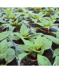 Impatiens De Nouvelle Guinee Paradise Coiba