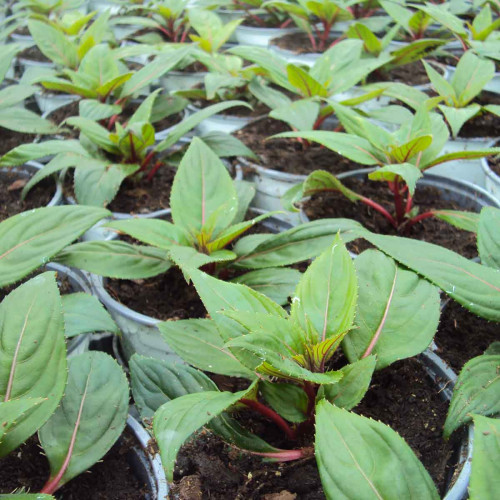 Impatiens De Nouvelle Guinee Paradise Coiba