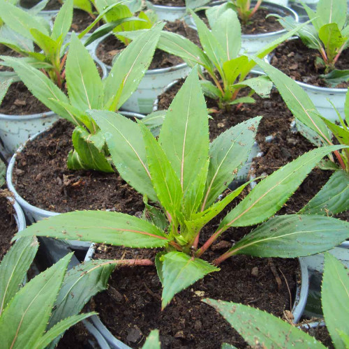 Impatiens De Nouvelle Guinee Sonic Orange