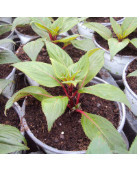 Impatiens De Nouvelle Guinee Sonic Scarlet