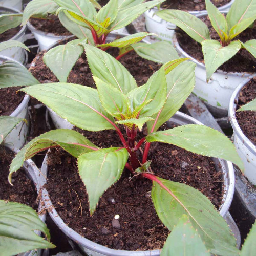 Impatiens De Nouvelle Guinee Sonic Scarlet