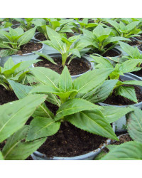 Impatiens De Nouvelle Guinee Sonic White
