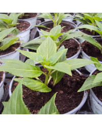 Impatiens De Nouvelle Guinee Sonic White