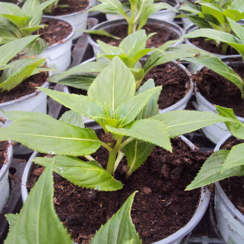 Impatiens De Nouvelle Guinee Sonic White