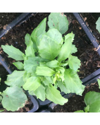 Lobelia Rapid