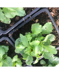 Lobelia Rapid