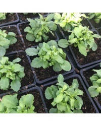 Lobelia Rapid