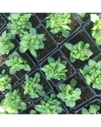 Lobelia Rapid