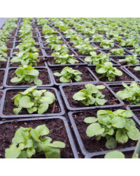 Lobelia Rapid