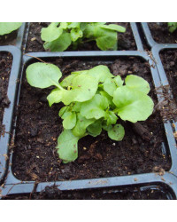 Lobelia Rapid