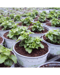Lobelia Retombant Anabel Snow White