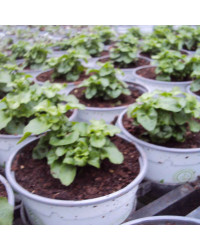 Lobelia Retombant Anabel Snow White