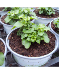 Lobelia Retombant Anabel Snow White