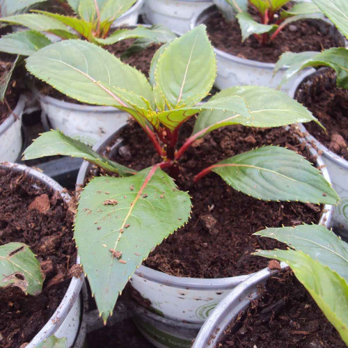 Impatiens Sunpatiens Compact Lilac