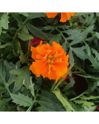 Oeillet Dinde Nana Aton Orange
