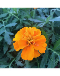 Oeillet Dinde Nana Aton Orange