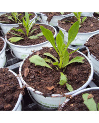 Osteospermum Voltage White