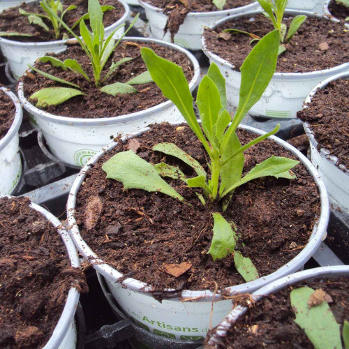 Osteospermum Voltage White