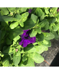 Petunia Droit Parade Blue