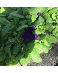Petunia Droit Parade Blue