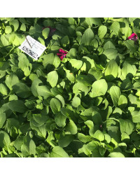 Petunia Droit Parade Burgundy