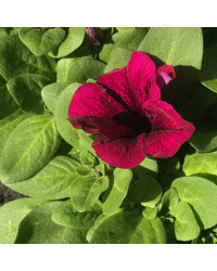 Petunia Droit Parade Burgundy