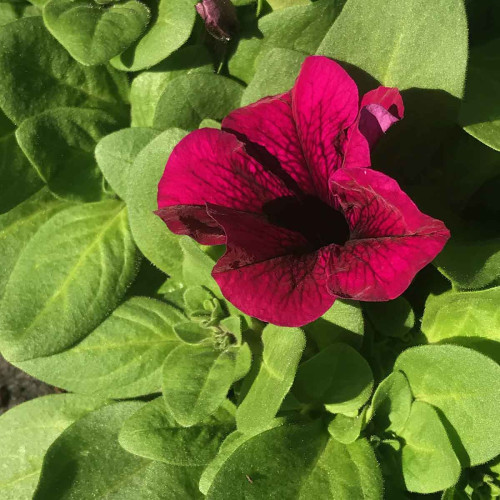 Petunia Droit Parade Burgundy