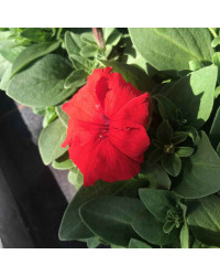 Petunia Droit Parade Red
