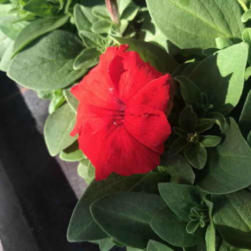 Petunia Droit Parade Red