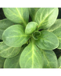 Petunia Droit Parade Red