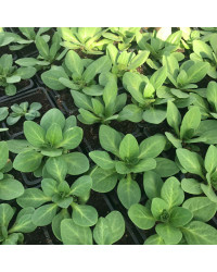 Petunia Droit Parade Red
