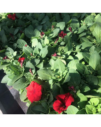 Petunia Droit Parade Red