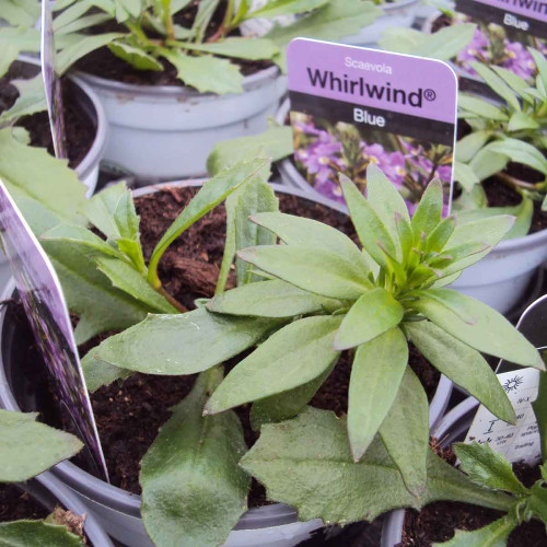 Scaevola Aemula Whirlwind Blue Scahapur