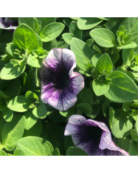 Surfinia Compact Purple Halo