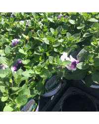 Surfinia Compact Purple Halo