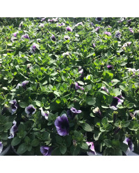 Surfinia Compact Purple Halo