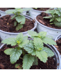 Verveine Retombante Cream White