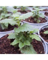 Verveine Retombante Cream White