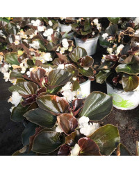 Begonia double gumdrop coco White