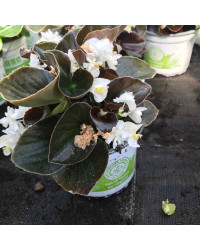 Begonia double gumdrop coco White