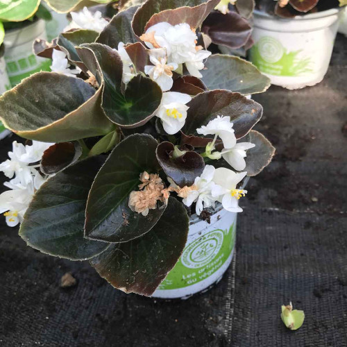 Begonia double gumdrop coco White