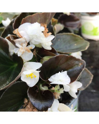 Begonia double gumdrop coco White