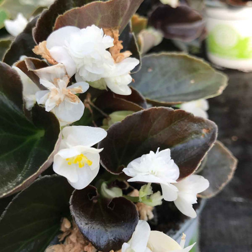 Begonia double gumdrop coco White