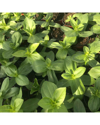 Zinnia Mondo Mix