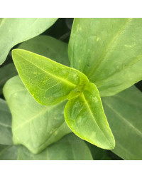 Zinnia Mondo Mix